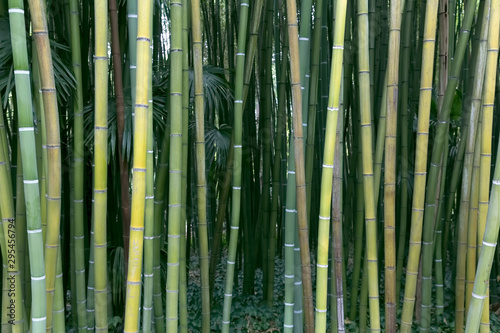 Frischer gr  ner Bambus