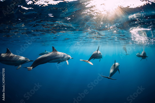 Fotografia Dolphins swimming underwater in ocean at Mauritius