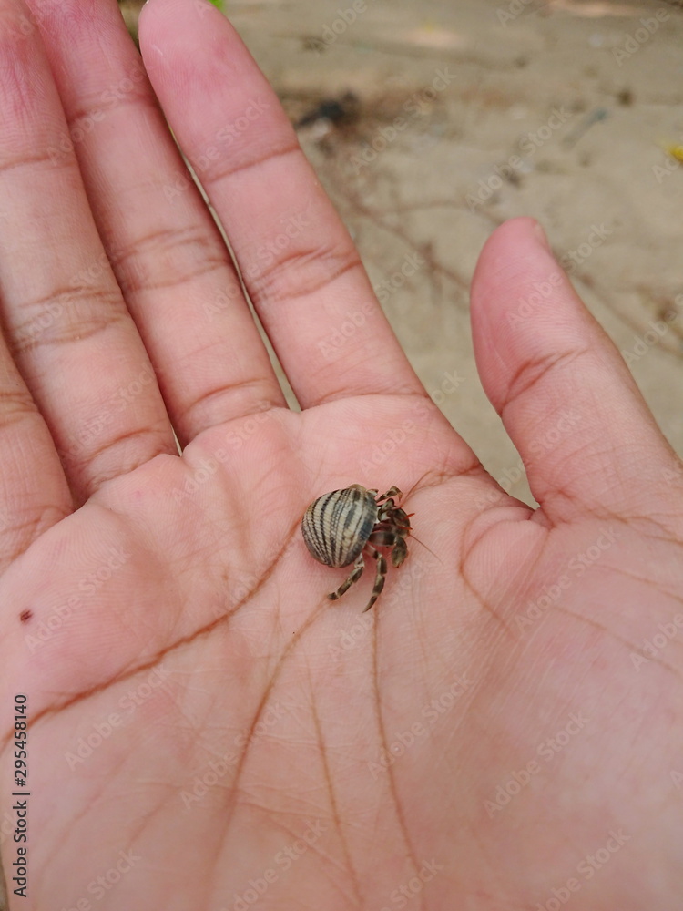 little Hermit crab live in the smail shell on phuket beach