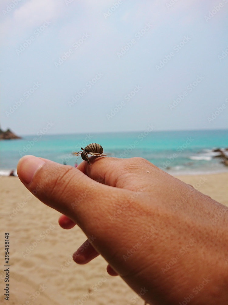little Hermit crab live in the smail shell on phuket beach little Hermit crab live in the smail shell on phuket beach