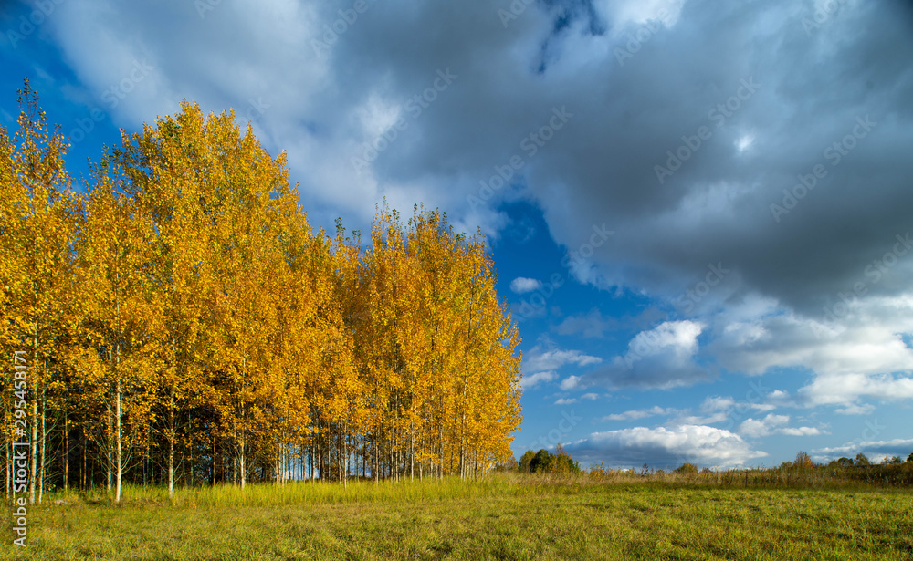 Latvian autumn nature. Forest and cloudy sky. Golden autumn.