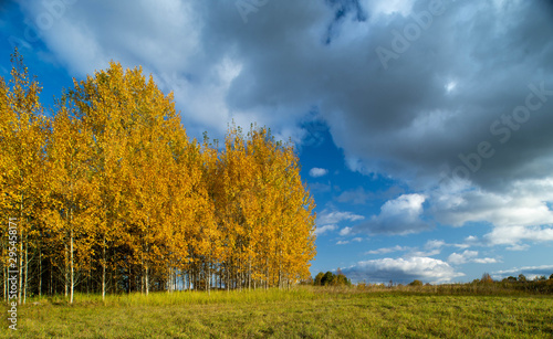 Latvian autumn nature. Forest and cloudy sky. Golden autumn.