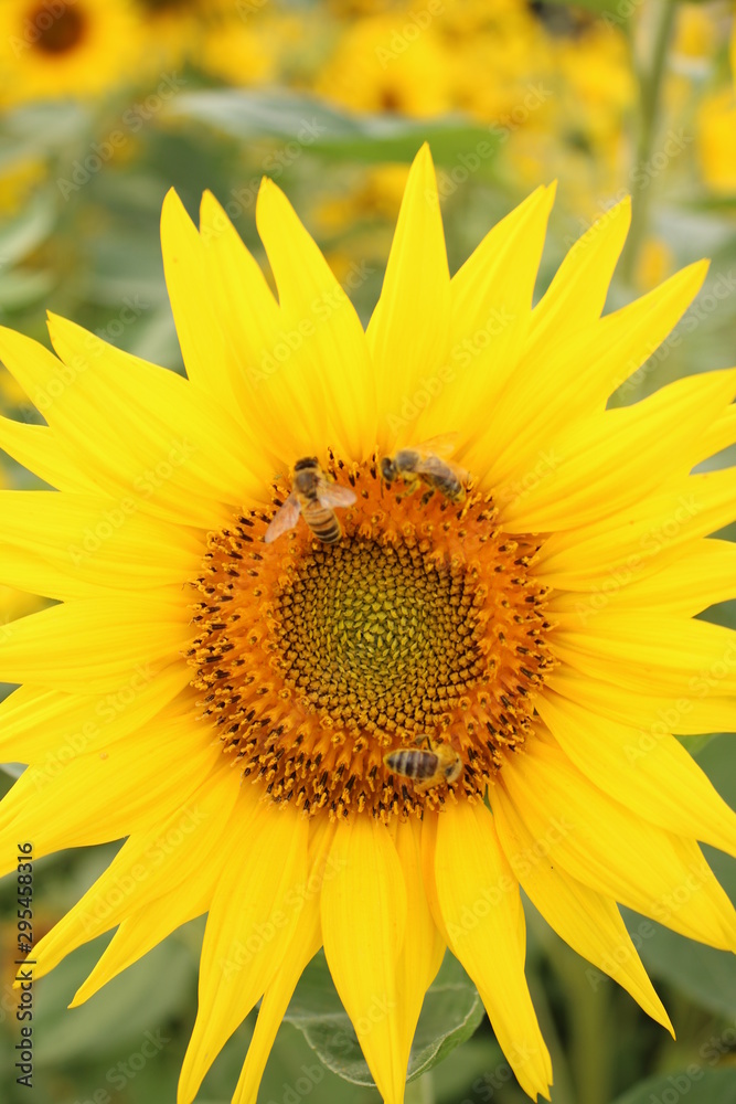 Eine Sonnenblume mit Bienen.