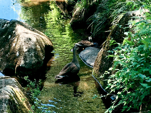 The ducks in the picture heal the hearts of the people who see them. This is an ordinary residential area, not in the mountains. Hino City, Tokyo, Japan. photo