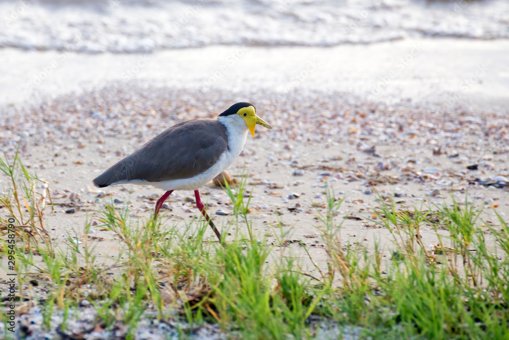 masked lapwing walking on beach near Cairns in Tropical North Queensland, Australia masked lapwing walking on beach near Cairns in Tropical North Queensland, Australia