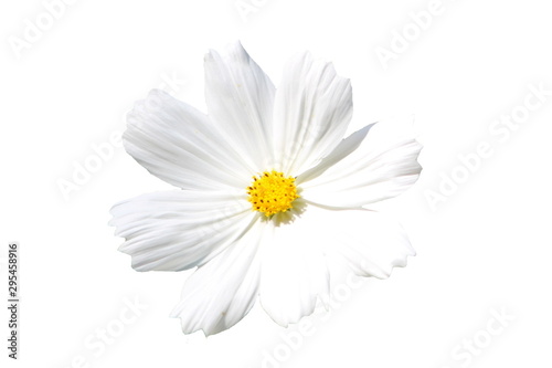 white cosmos flower isolated on white background