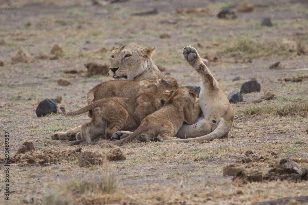 Fototapeta premium Lion