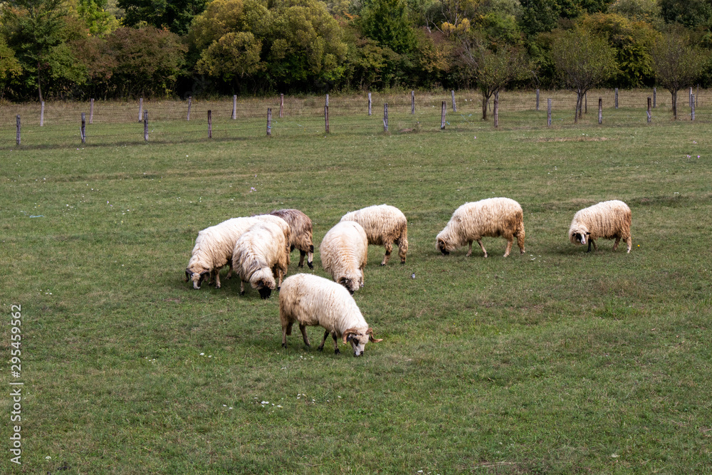 Fototapeta premium Flock of domestic sheep grazing on a meadow