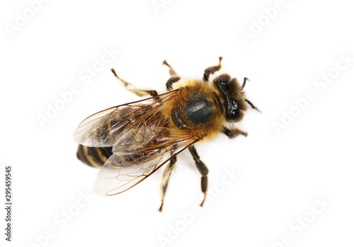 Bee macro isolated on the white background