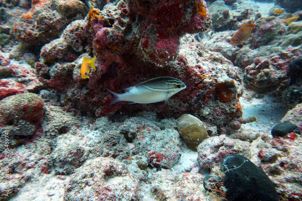 amazing underwater world of shark and mant fish amazing underwater world of shark and mant fish
