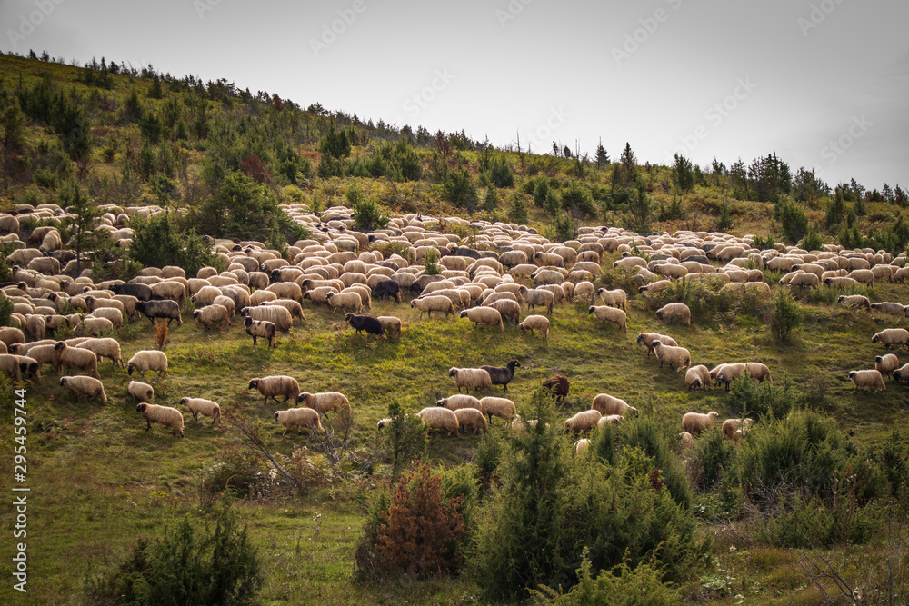 Flock of domestic sheep grazing on a meadow