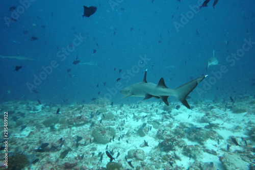 amazing underwater world of shark and mant fish
