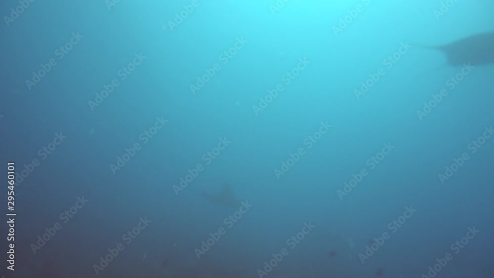 amazing underwater world of shark and mant fish amazing underwater world of shark and mant fish