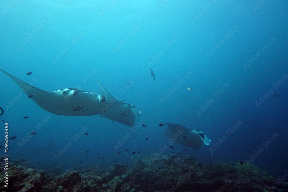Naklejka premium amazing marine fish world maldives