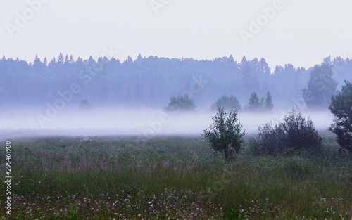 Foggy Morning at the Forest Lawn © Svetlana Sukhorukova
