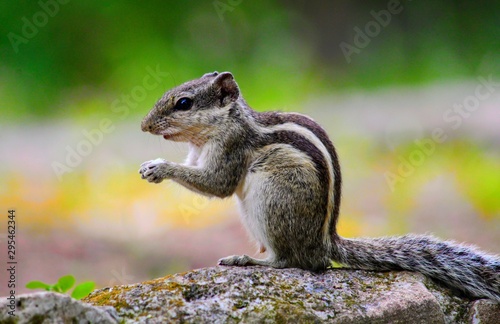 Squirrel © Chirag