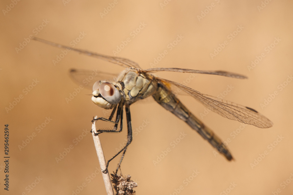 Sympetrum fonscolombii Red-veined Darter one of the most common dragonflies that can be seen in Andalusia Sympetrum fonscolombii Red-veined Darter one of the most common dragonflies that can be seen in Andalusia