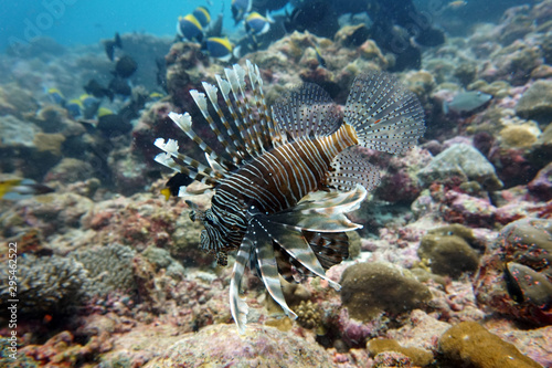 amazing marine fish world maldives