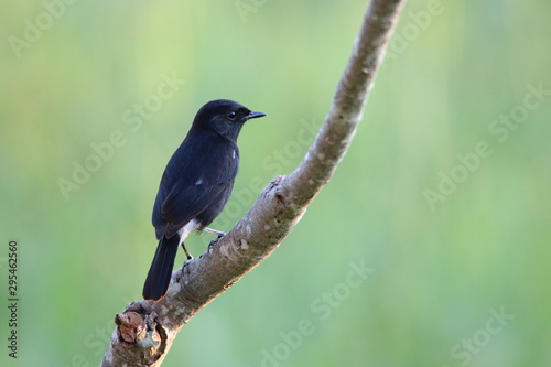 bird on a branch