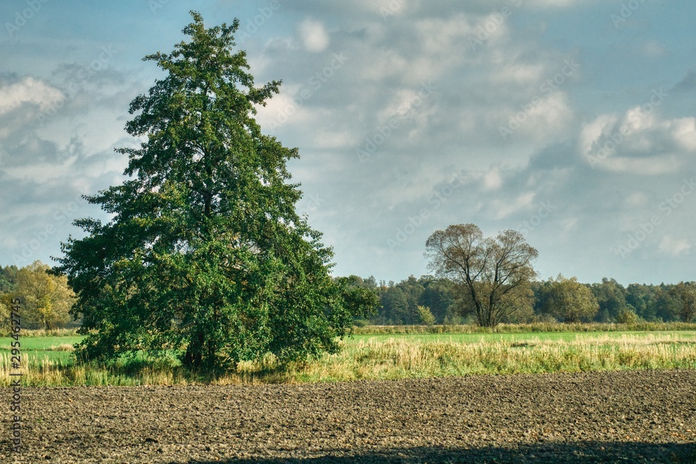 autumn landscape with a plowed field and a lonely old wild pear