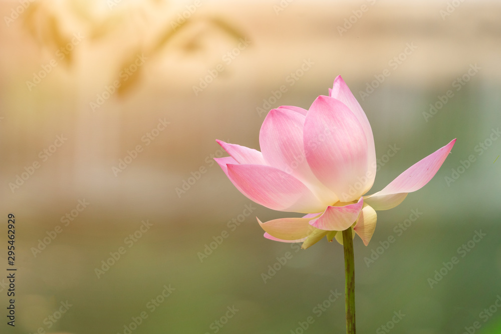 Sacred lotus (Nymphaea nelumbo) flower in the garden with sunlight in the morning. Sacred lotus (Nymphaea nelumbo) flower in the garden with sunlight in the morning.