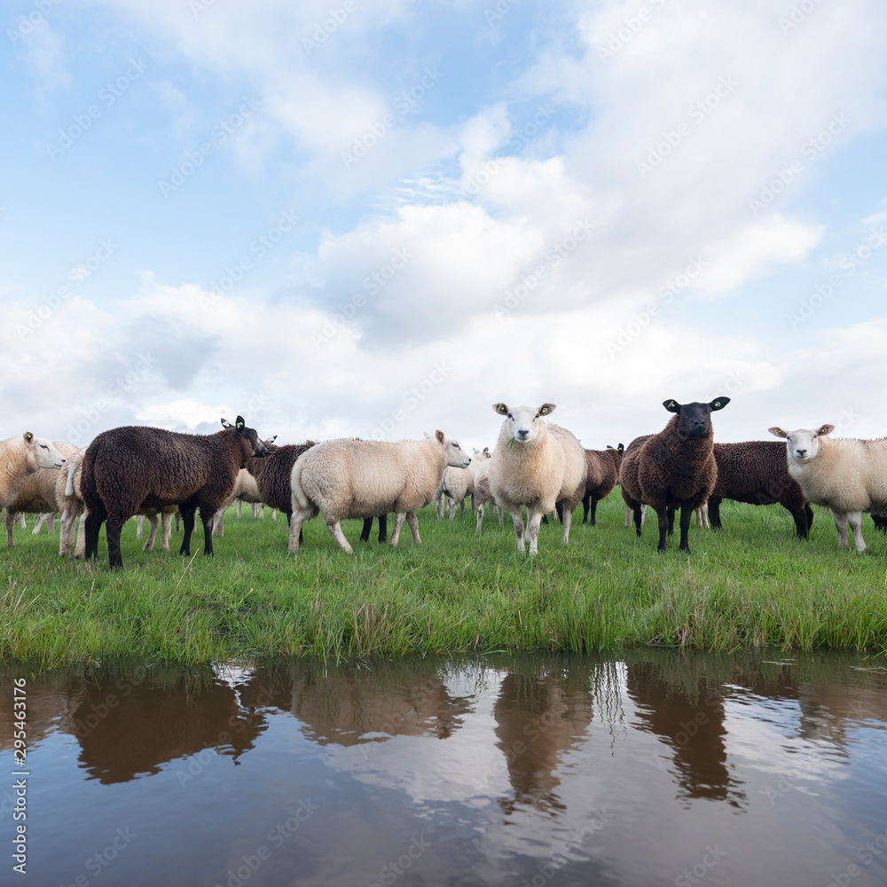 flock of sheep in green grassy meadow behind canal with reflections of sky in holland flock of sheep in green grassy meadow behind canal with reflections of sky in holland