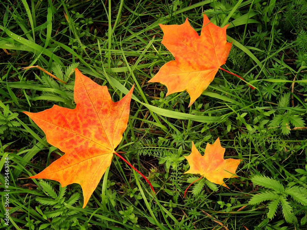 Red-yellow bright maple leaves on green grass. Bright Autumn Red-yellow bright maple leaves on green grass. Bright Autumn