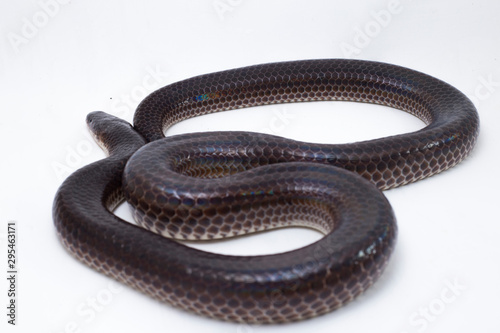 Xenopeltis unicolor. Common names: sunbeam snake is a non-venomous sunbeam snake species found in Southeast Asia and some regions of Indonesia. isolated on white background photo