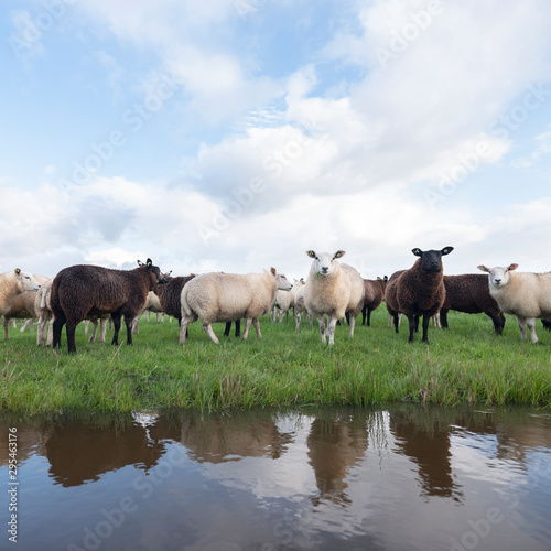 flock of sheep in green grassy meadow behind canal with reflections of sky in holland