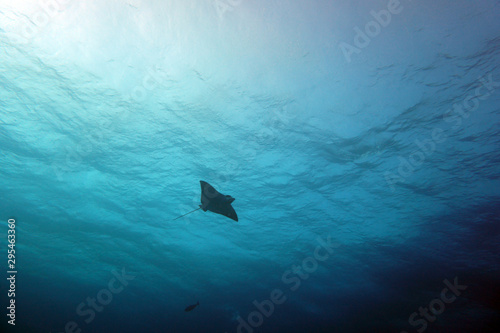 amazing marine fish world maldives