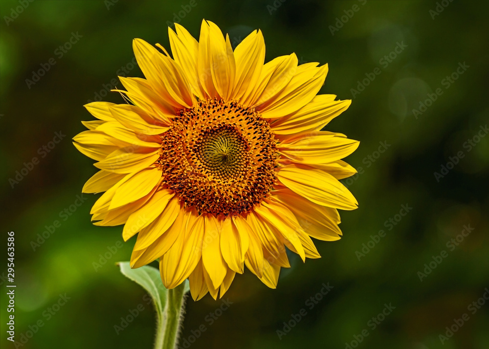 One sunflower blooms in the garden One sunflower blooms in the garden