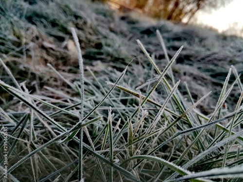 grass in snow