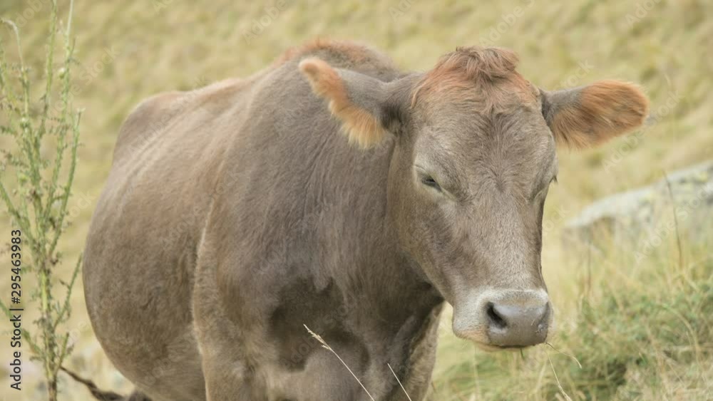 Close-up of the face of a light brown cow on an autumn pasture in the mountains. Close-up of the face of a light brown cow on an autumn pasture in the mountains.