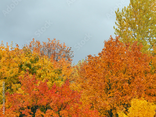 Bright red, yellow and green autumn foliage. October