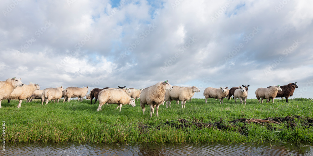 flock of sheep in green grassy meadow behind canal with reflections of sky in holland flock of sheep in green grassy meadow behind canal with reflections of sky in holland