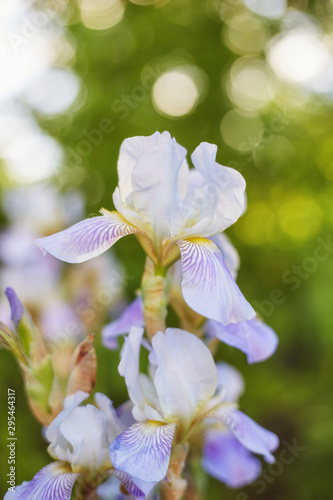 Fototapeta Naklejka Na Ścianę i Meble -  Beautiful iris flowers
