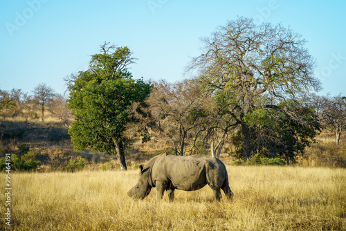 white rhino without horns in kruger national park, south africa 1