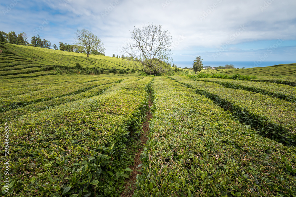 Huge field of tea plantation in Açores, Portugal