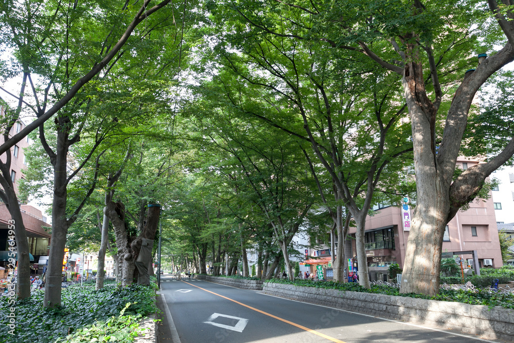 馬場大門のケヤキ並木（東京都府中市）