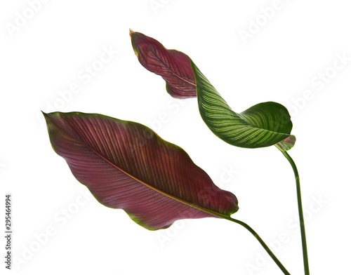 Calathea ornata  Pin-stripe Calathea  leaves  Tropical foliage isolated on white background  with clipping path  