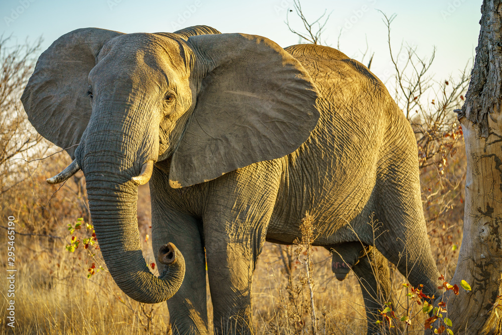 elephant in kruger national park, south africa 2