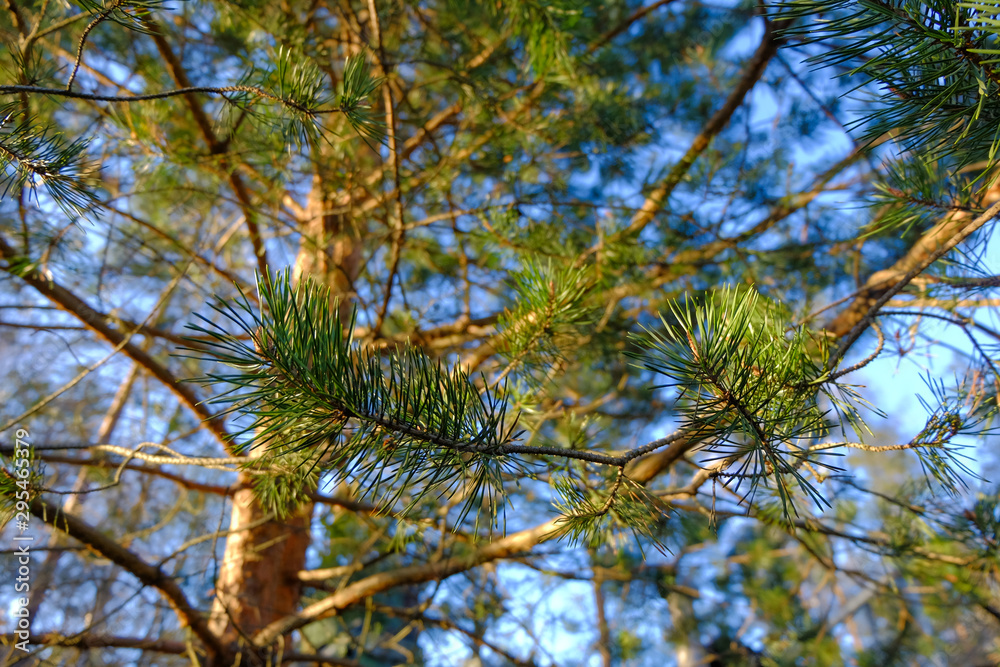 Pine Branches with green needles on blue sky background Pine Branches with green needles on blue sky background
