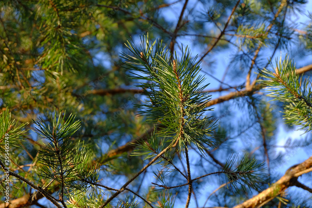 Pine Branches with green needles on blue sky background Pine Branches with green needles on blue sky background