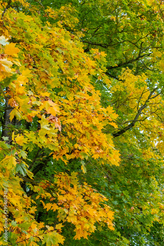 autumn, colorful green and yellow leaves on blurred background