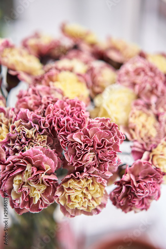 Petals of pink and yellow Carnation, flower background. Unusual flowers dianthus . Spring flower pattern