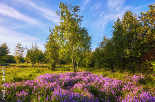 purple flowers on a meadow and sunset
