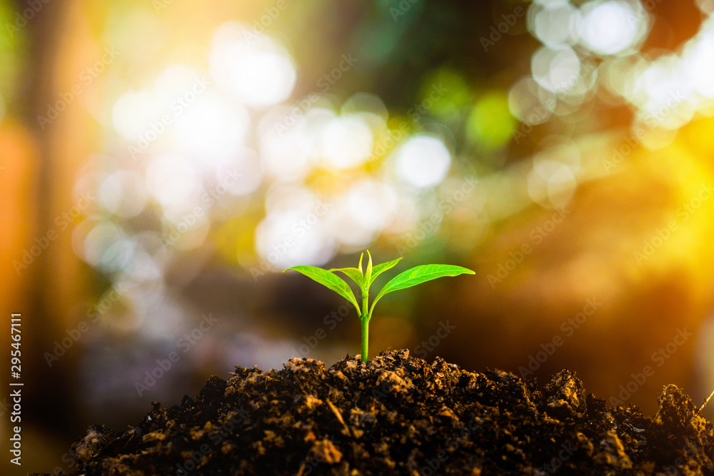 Seedling are growing in the soil with water drops and sunlight in the morning. / World Soil Day. Seedling are growing in the soil with water drops and sunlight in the morning. / World Soil Day.