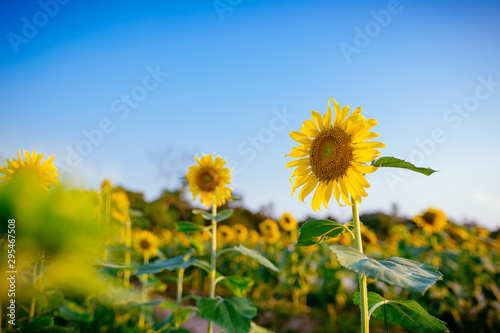 Sunflower field at sunset. 