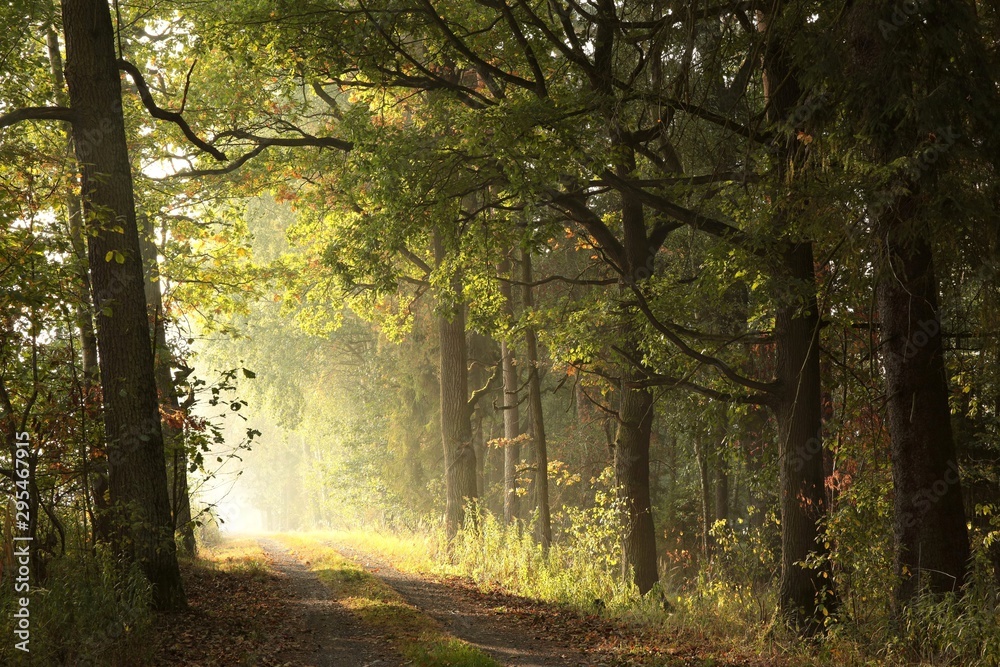 Naklejka premium Rural road among oaks through a misty autumn forest during sunrise