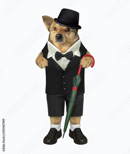 The fashionably dressed dog with a cane umbrella looks like a real gentleman. White background. Isolated.